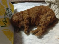Kore toy poodle erkek yer İzmir Buca
