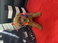 Tüy Dökmeyen Irk Poodle