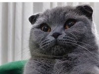 8 kasım doğumlu scottish fold