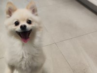 Ücretsiz oyuncu sevgi dolu pomeranian sadece Ankara içine