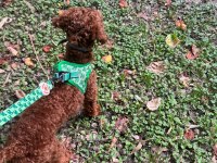 Uygun fiyat toy poodle kızıl