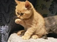 BRİTİSH DİŞİ YAVRU