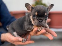 Üst Kalite French Bulldog Yavrularım Teslime Hazır