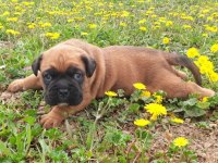 Orijinal Boxer Yavruları