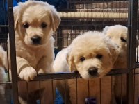 Golden Retriever Gelip Görerek Alabilirsiniz