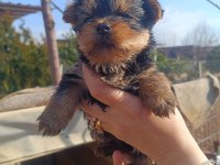 (Yorki) Yorkshire