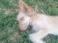 Yavru terrier oğlan sokakta