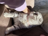 Eşsiz Nakışlı Scottish Fold Yavru