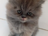 British Longhair Lilak Prenses