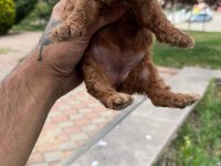 Poodle ufak pazarlık mevcuttur