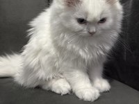 Uygun British Longhair