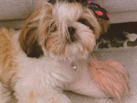 DİŞİ Shih-Tzu (Şitsu) LİYA