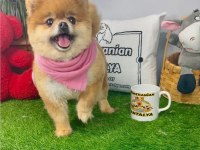 17 aylık dişi orijinal kızanda pomeranian