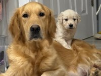 Evinizin Neşesi Golden Retriever Yavrular Kapıda Ödeme
