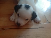Jack Russell bebekler