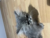 ÇOK TATLI CHİNCHİLLA BÜTÜN HERŞEYİYLE VERİLECEKTİR