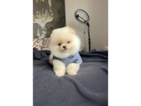 POMERANİAN BOO 3 AYLIK