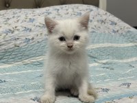 2 AYLIK ERKEK BRİTİSH BEBEK