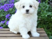 GÜZEL MALTİPOO KIZIM LUSİ