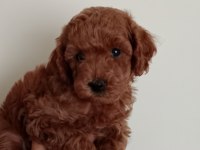 Poodle akademi köpeği