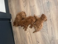 2 aylık toy poodle red erkek yavrular