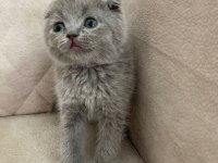 SHOW kalite ayı surat top kafa bebek scottish fold