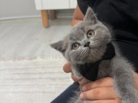 Erkek Yavru British Shorthair Kedisi
