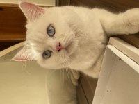 Kedi Sahiplendirme british shorthair