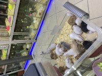 HAMSTER DAİR HERŞEY ANTALYA HAMSTER ÇİFTLİĞİ (BFA)