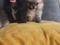 Pomeranian Yavrular