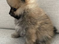 Pomeranian yavrularımız yeni ailesini arıyor