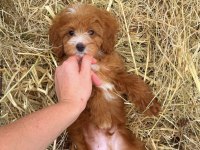 BİBLO MALTİPOO GÜLEN YÜZ