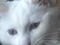 7 Aylık Erkek Kedimiz Başka Kedi İle Anlaşamaz