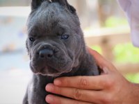 FCI-KIF SECERELİ CANE CORSO YAVRULAR