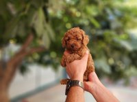 KORE DİŞİ VE ERKEK TOY POODLE YAVRULARIMIZ