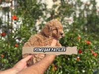 Orijinal Toy Poodle