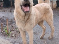 Erkek kangal yavrusu