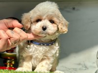 Dizayn ırk sevimli maltipoo yavrular