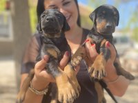 Safkan anne baba şecereli king doberman yavrularım