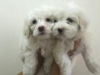 Maltese terrier bebekler