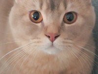 Tarçın Scottish Fold Oğlum Sahiplendirilecektir