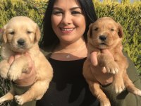 Baby face golden retriever yavrularım