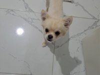 Orjinal erkek chihuahua