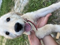 3 aylık dişi golden retriever