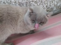1 yaşında erkek british shorthair sahiplendirilecektir