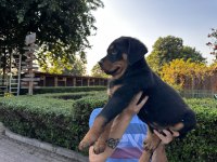 Rottweiler Yavrularımız