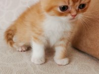Longhair ve shorthair fold