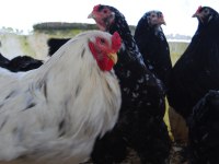 BLACK MODLED BRAHMA KULUÇKALIK YUMURTA & CİVCİV