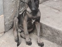 Orjınal belçıka kurdu