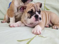 SÜPER KALİTE İNGİLİZ BULLDOG YAVRULAR